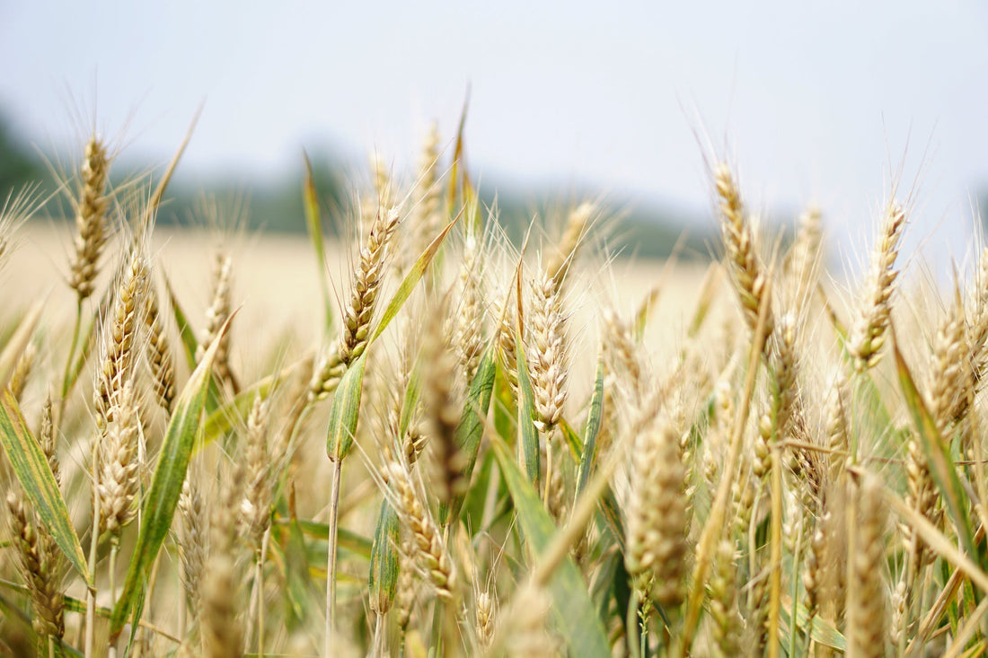 Glyphosate in Cereal: Weed Killer for Breakfast? 